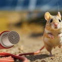 Rodent-Resistant Cables: Protect Your Investment with Anti-Rodent Technology